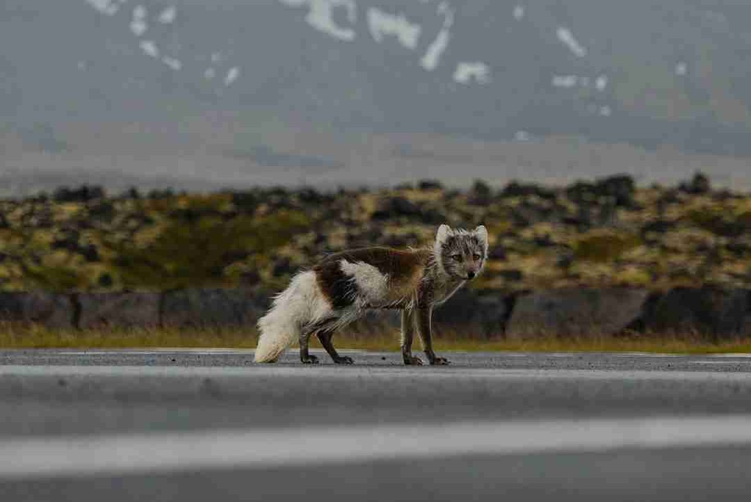 hazel255.lens Lens social identity (.lens handle) PFP