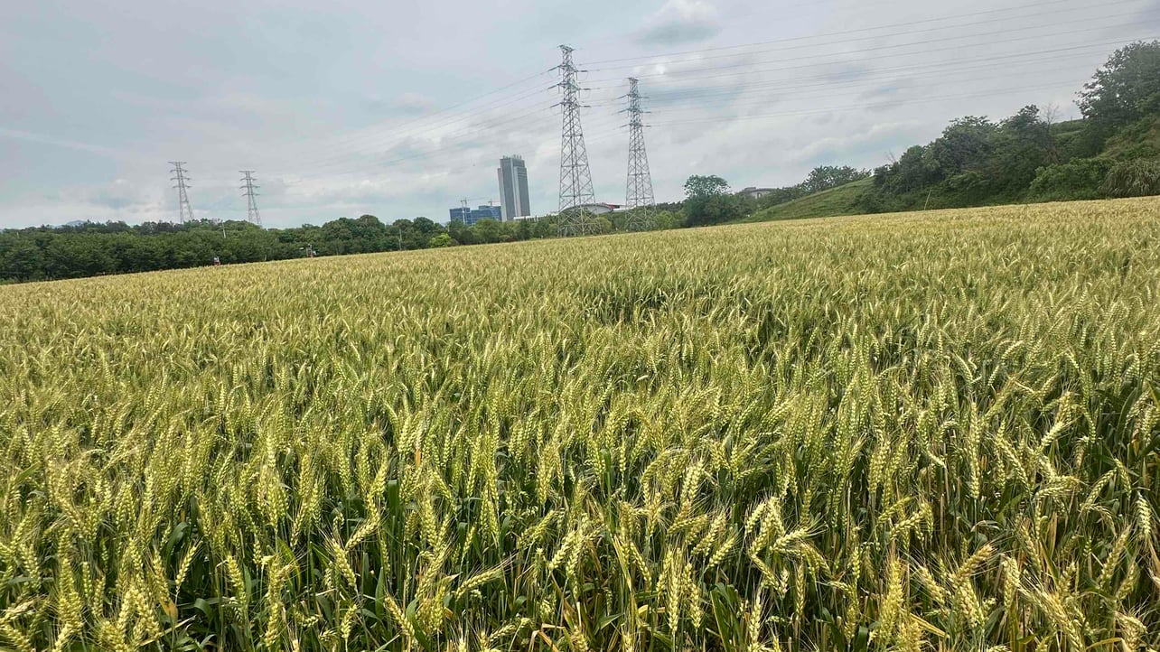 luoxuanfu.lens Lens social identity (.lens handle) PFP