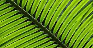 Caronphil (caronphil) Farcaster social identity (Fname handle) PFP