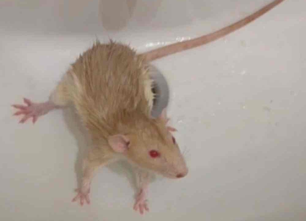 BigRat pfp