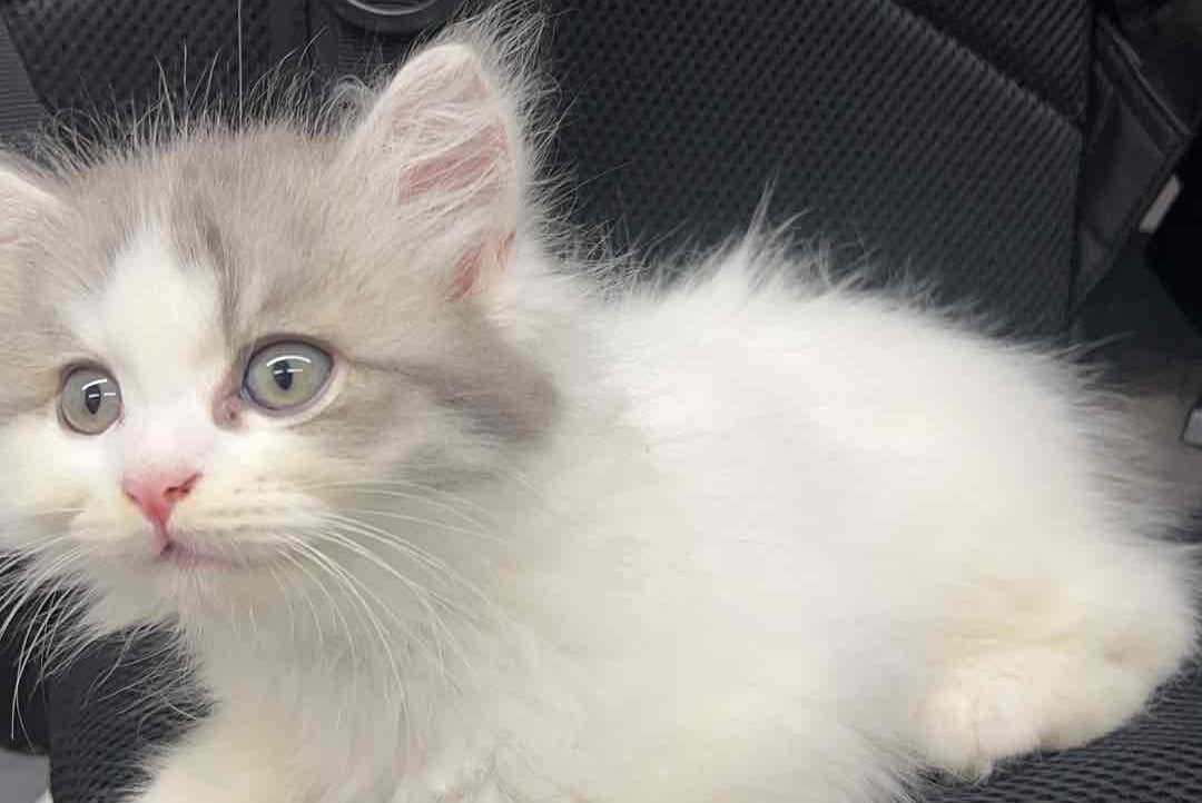 jsjda.lens Lens social identity (.lens handle) PFP