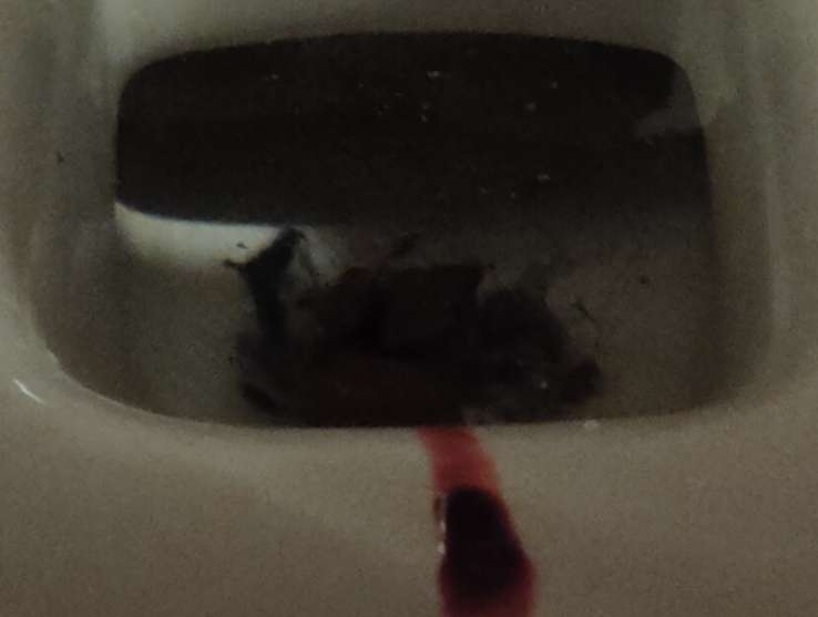 toiletwifperiodblood