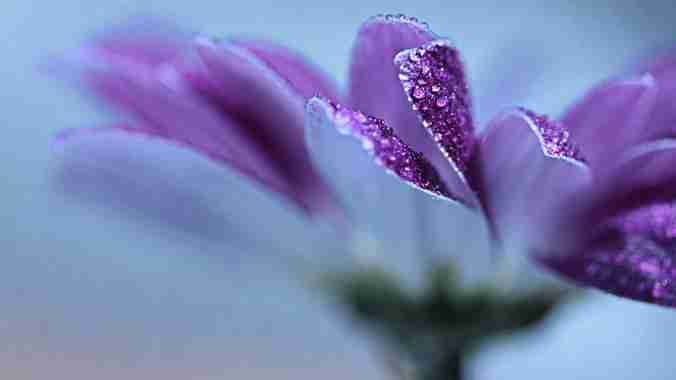 icoxo.eth Ethereum Name Service (ENS and .eth domain) PFP