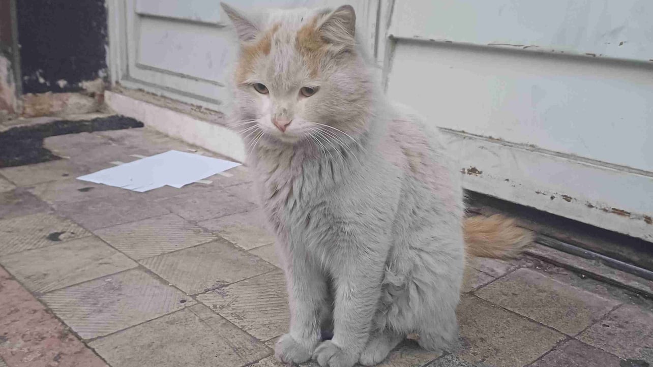 Pooria (rmpooria) Farcaster social identity (Fname handle) PFP