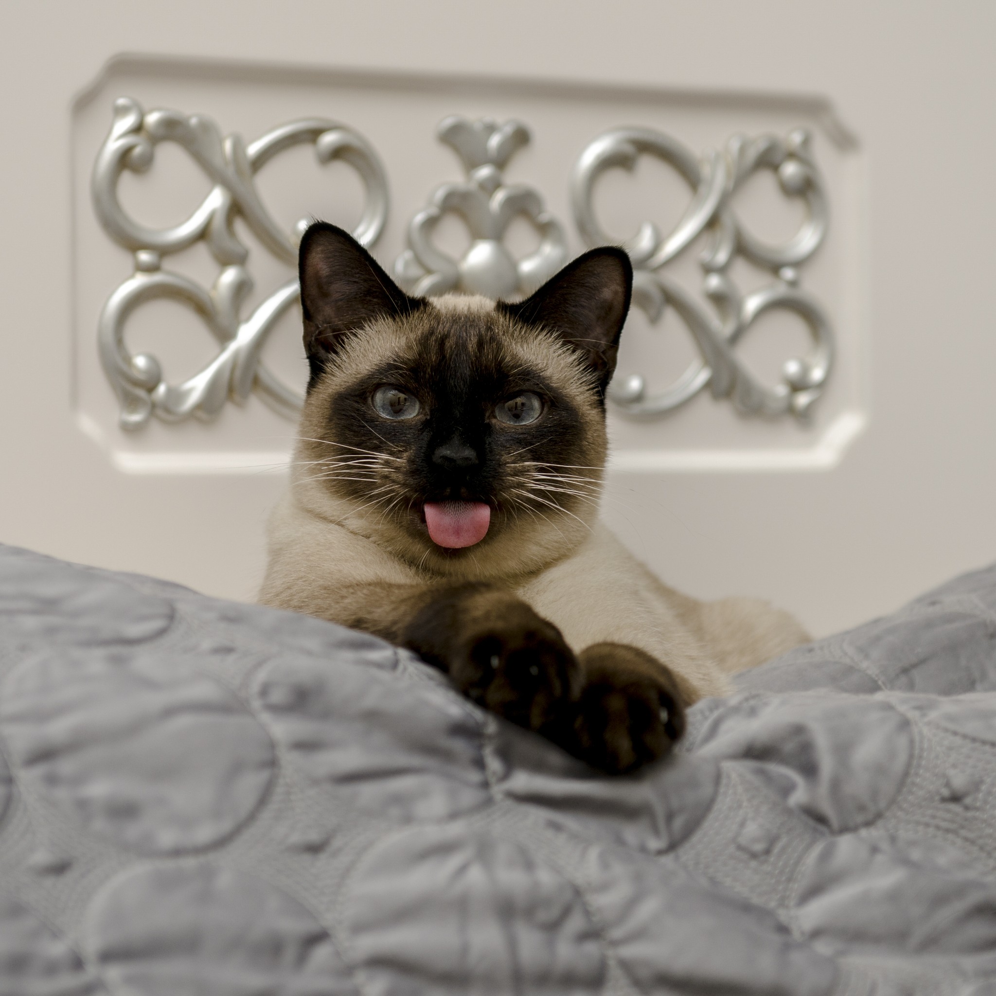 Sergey (raceking) Farcaster social identity (Fname handle) PFP