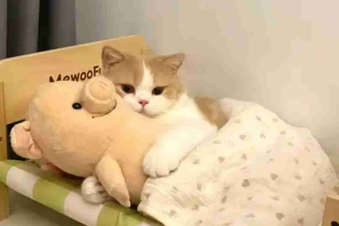 zoger.lens Lens social identity (.lens handle) PFP