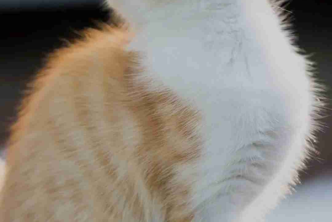 cleversins.lens Lens social identity (.lens handle) PFP