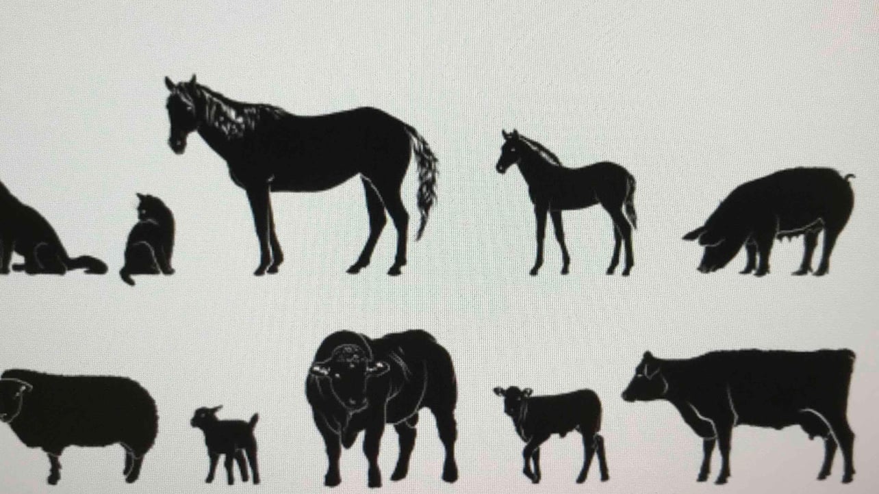 LightJohn204 (hjs8diy3f) Farcaster social identity (Fname handle) PFP