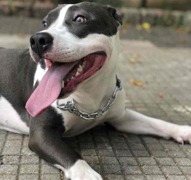 bicalho (pcbf92.lens) Lens social identity (.lens handle) PFP