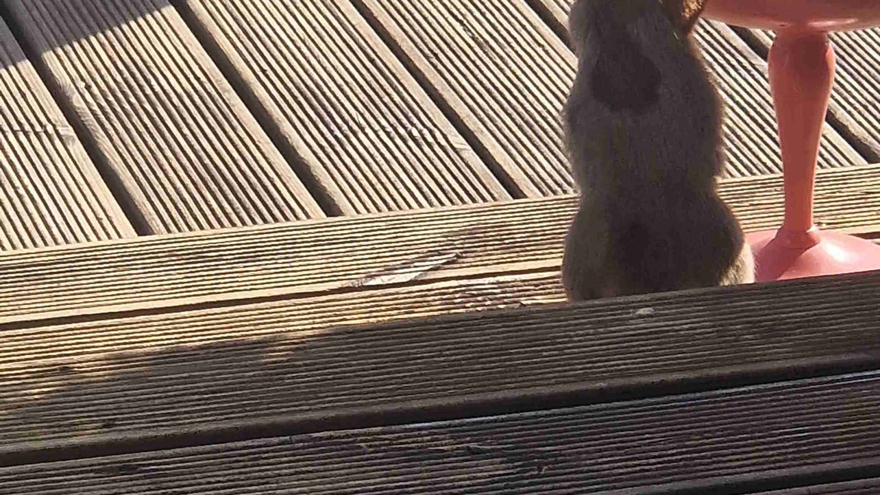 Greve (greve) Farcaster social identity (Fname handle) PFP