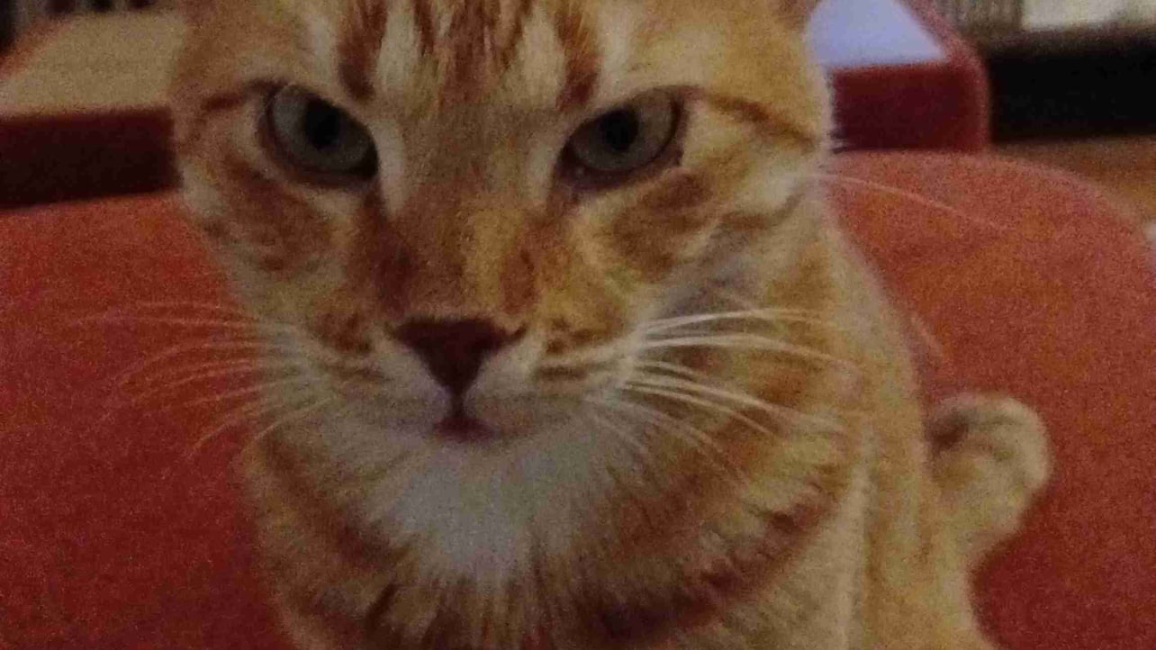 Gökhan (kalevala123.lens) Lens social identity (.lens handle) PFP