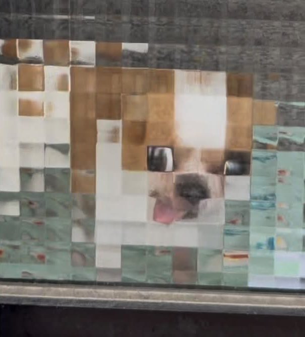 Low Res Dog