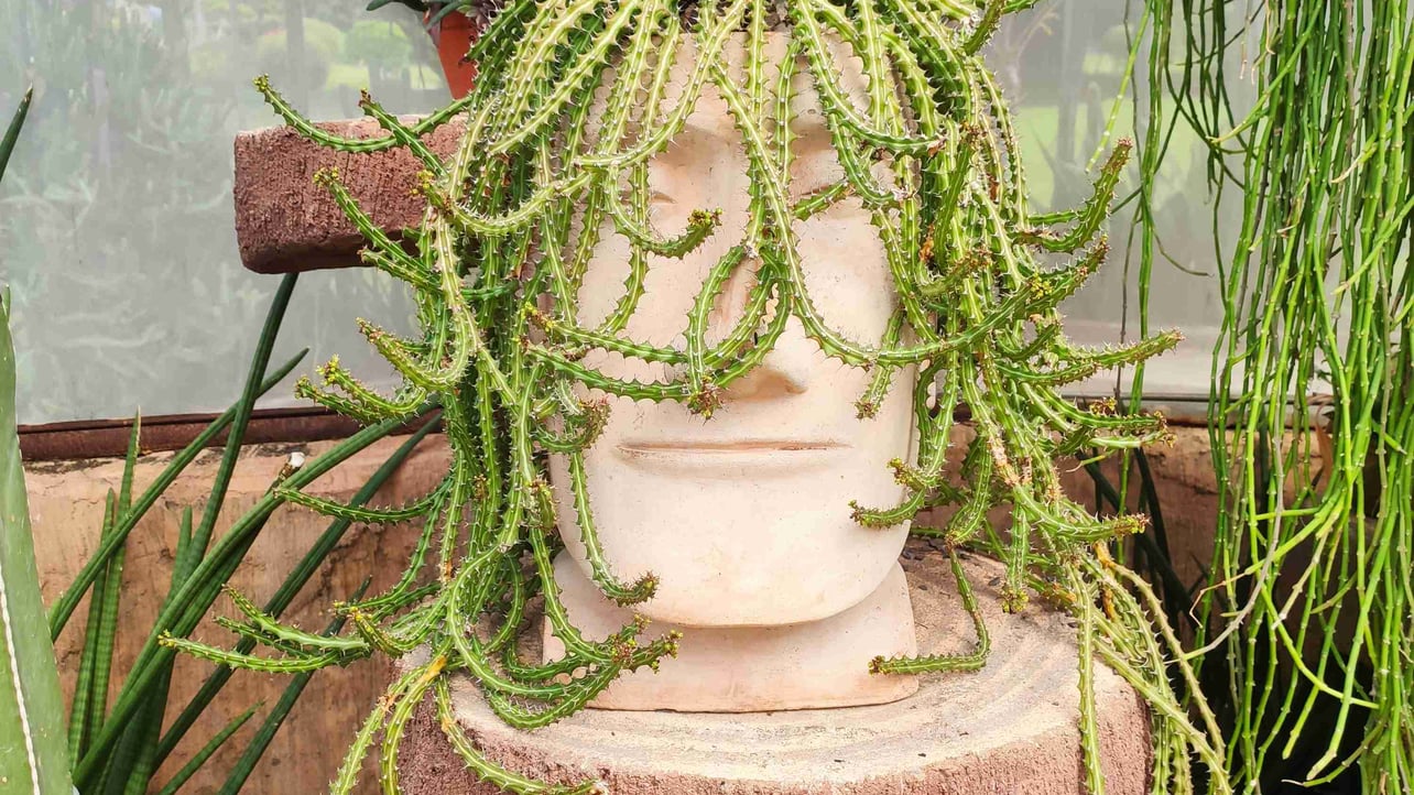 midan Farcaster social identity (Fname handle) PFP