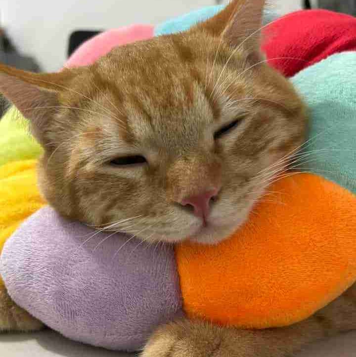 catto18.eth Ethereum Name Service (ENS and .eth domain) PFP