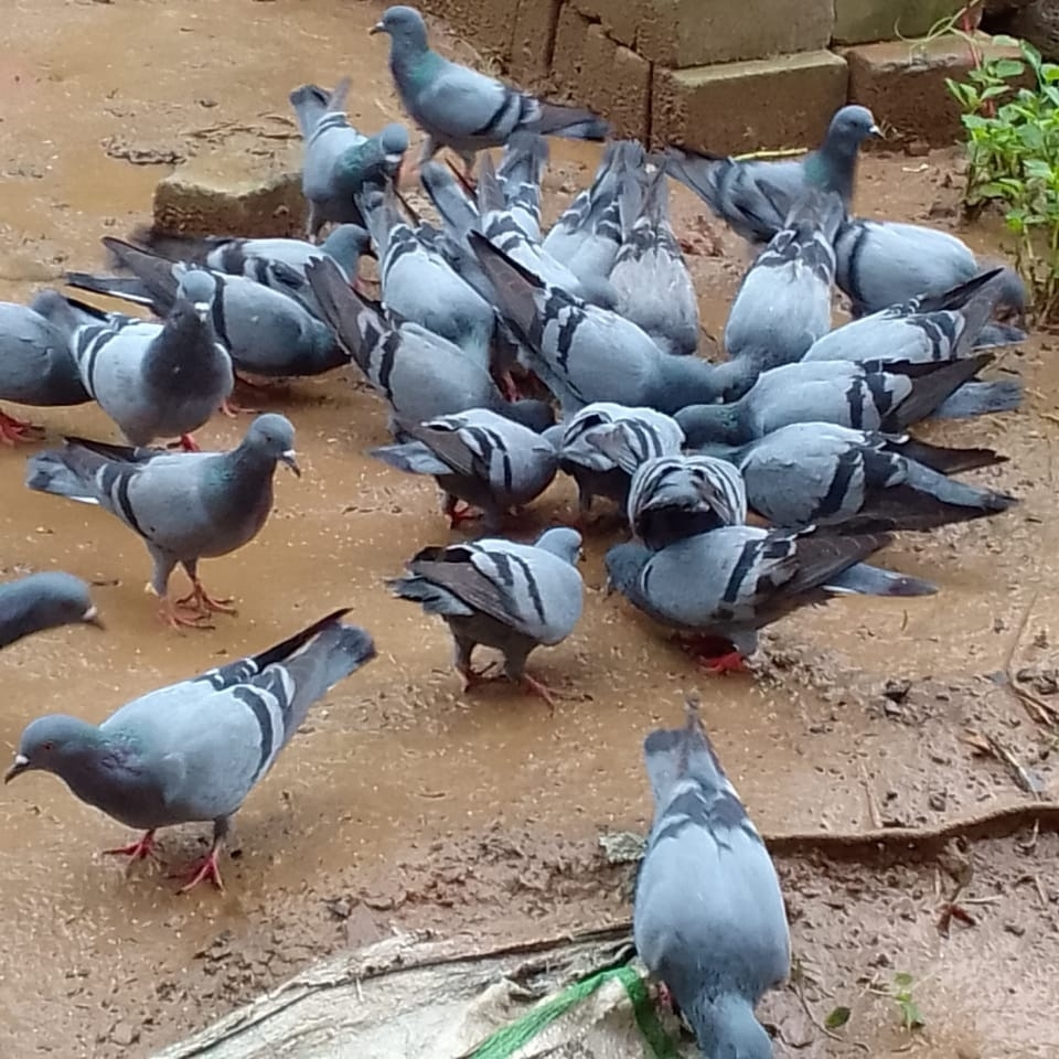 srikantheth.base.eth Basenames (.base.eth domains) based on ENS PFP