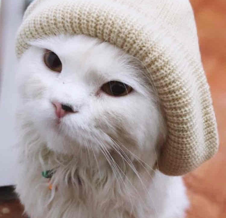 Miwmiw pfp