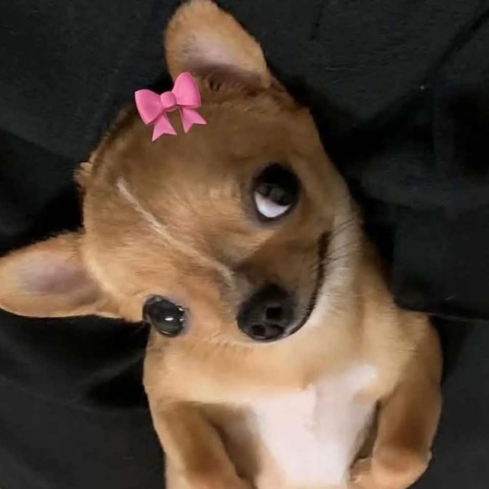 0xexcel.lens Lens social identity (.lens handle) PFP