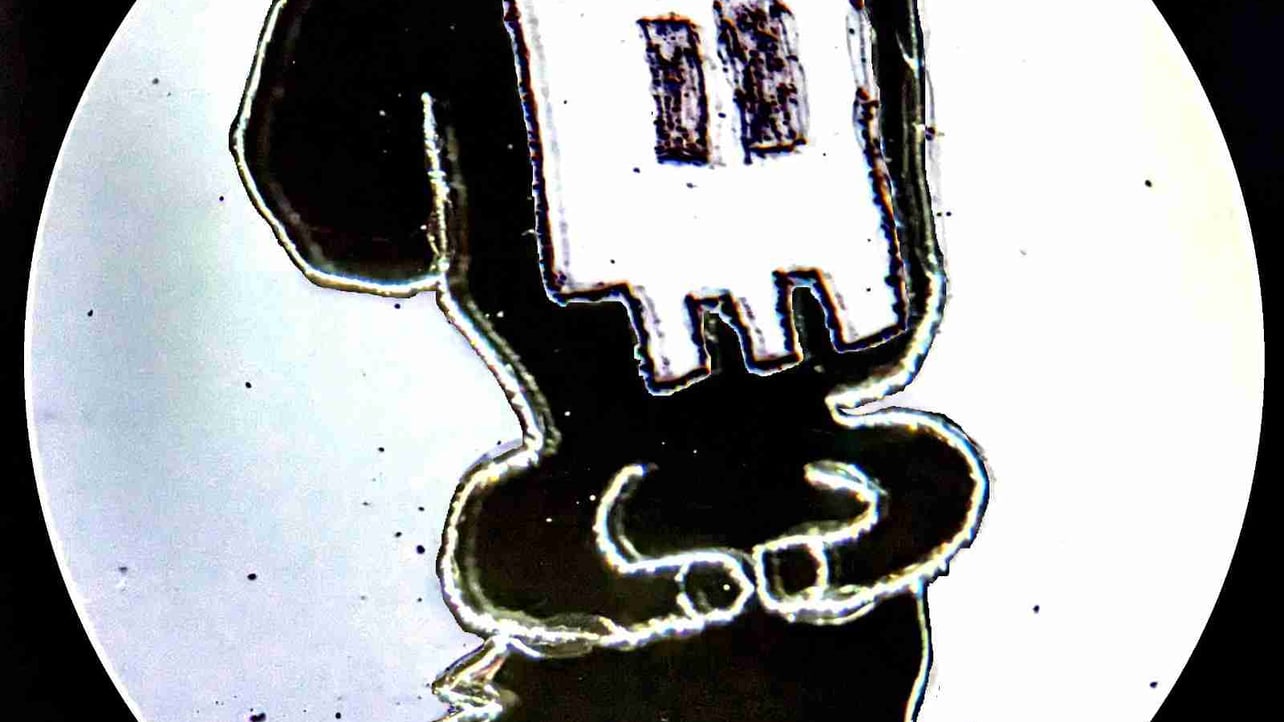 Adam Tan  (snile) Farcaster social identity (Fname handle) PFP