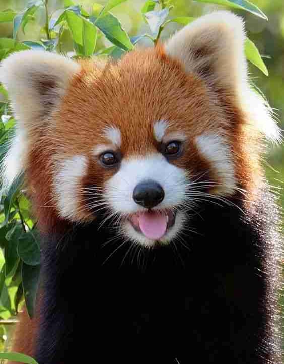 Iryna L (cryptopaw.lens) Lens social identity (.lens handle) PFP