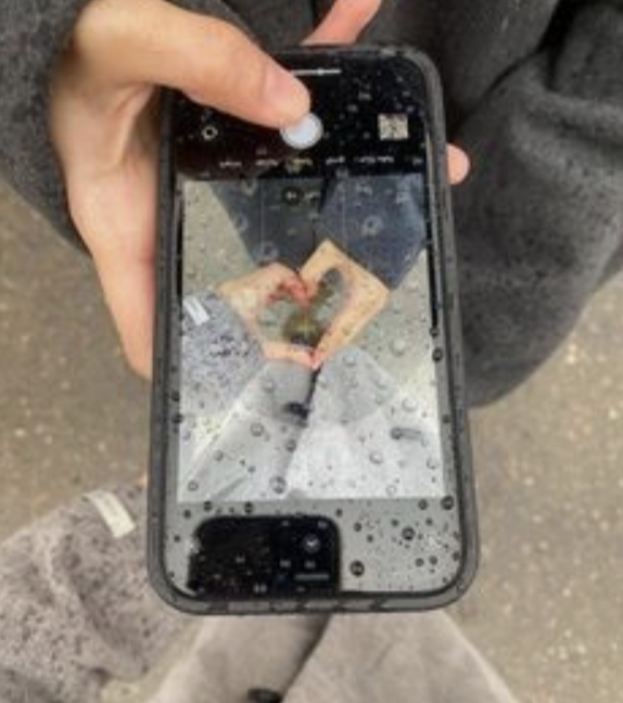 TarynBolton (forestwanderer) Farcaster social identity (Fname handle) PFP