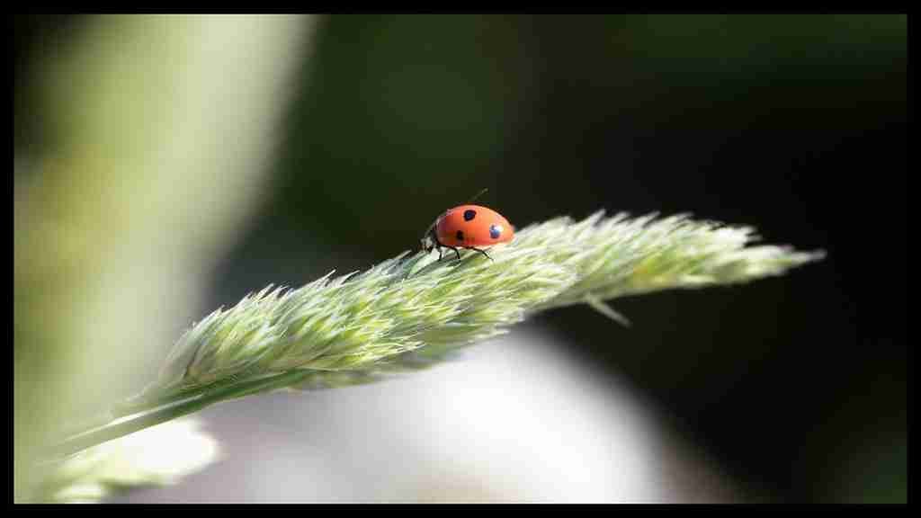 Sittikorn Methavorakul (kumsoontornnirac) Farcaster social identity (Fname handle) PFP