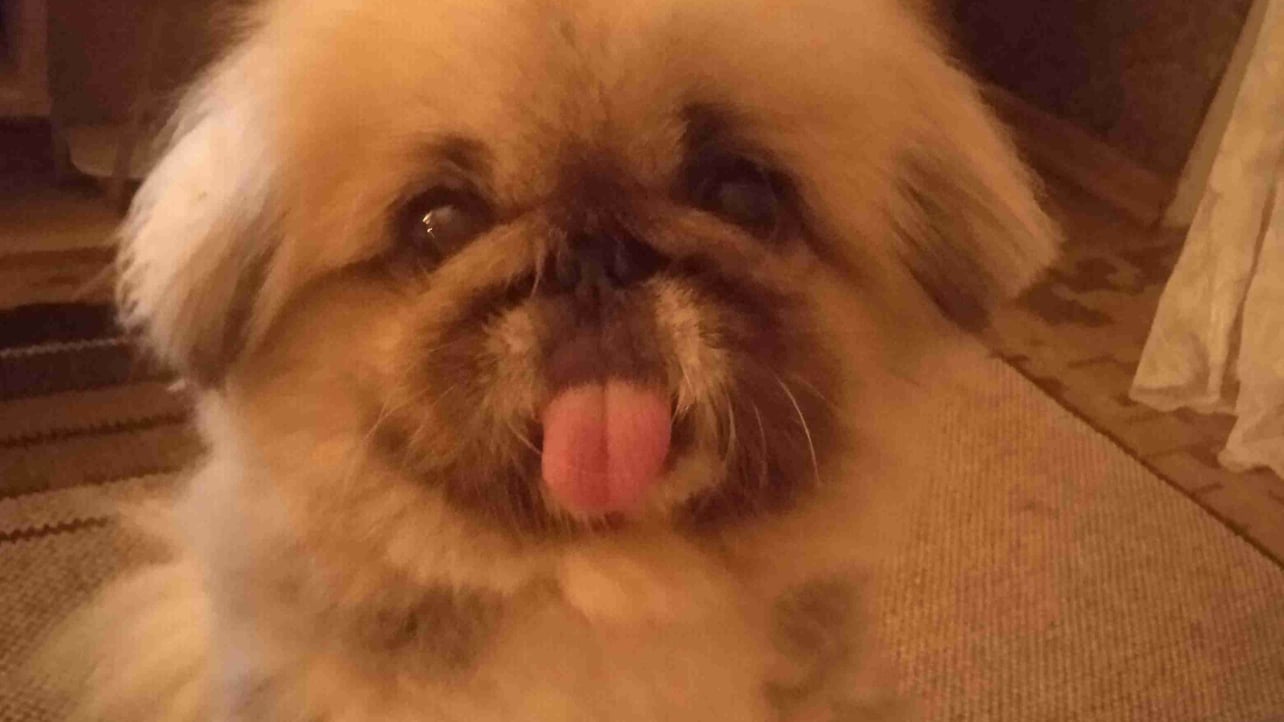 Alexander (dudkevich.lens) Lens social identity (.lens handle) PFP