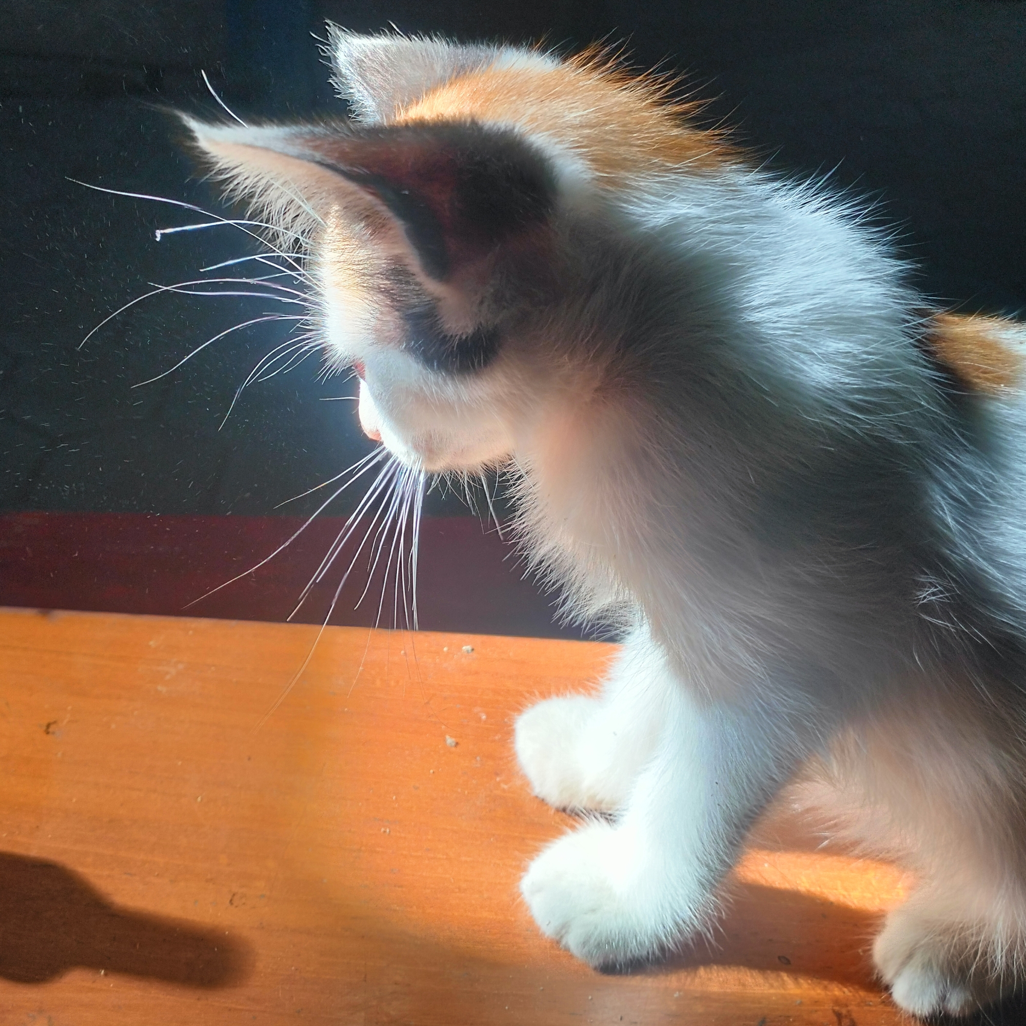 ohbenk.lens Lens social identity (.lens handle) PFP