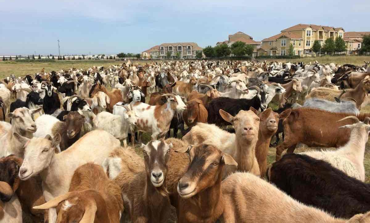 goats pfp