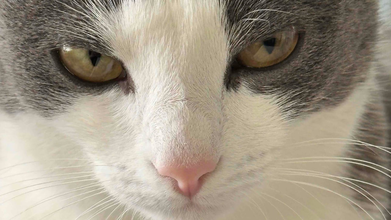 ilshat80.lens Lens social identity (.lens handle) PFP