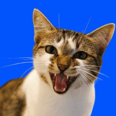 Cats coin ( $MIAO )'s Farcaster avatar