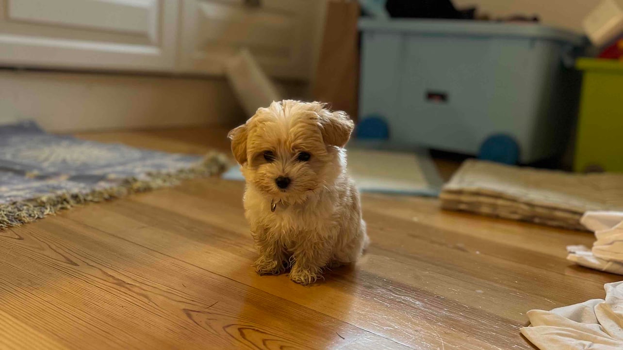 Grisfisken (protectedvoid.lens) Lens social identity (.lens handle) PFP