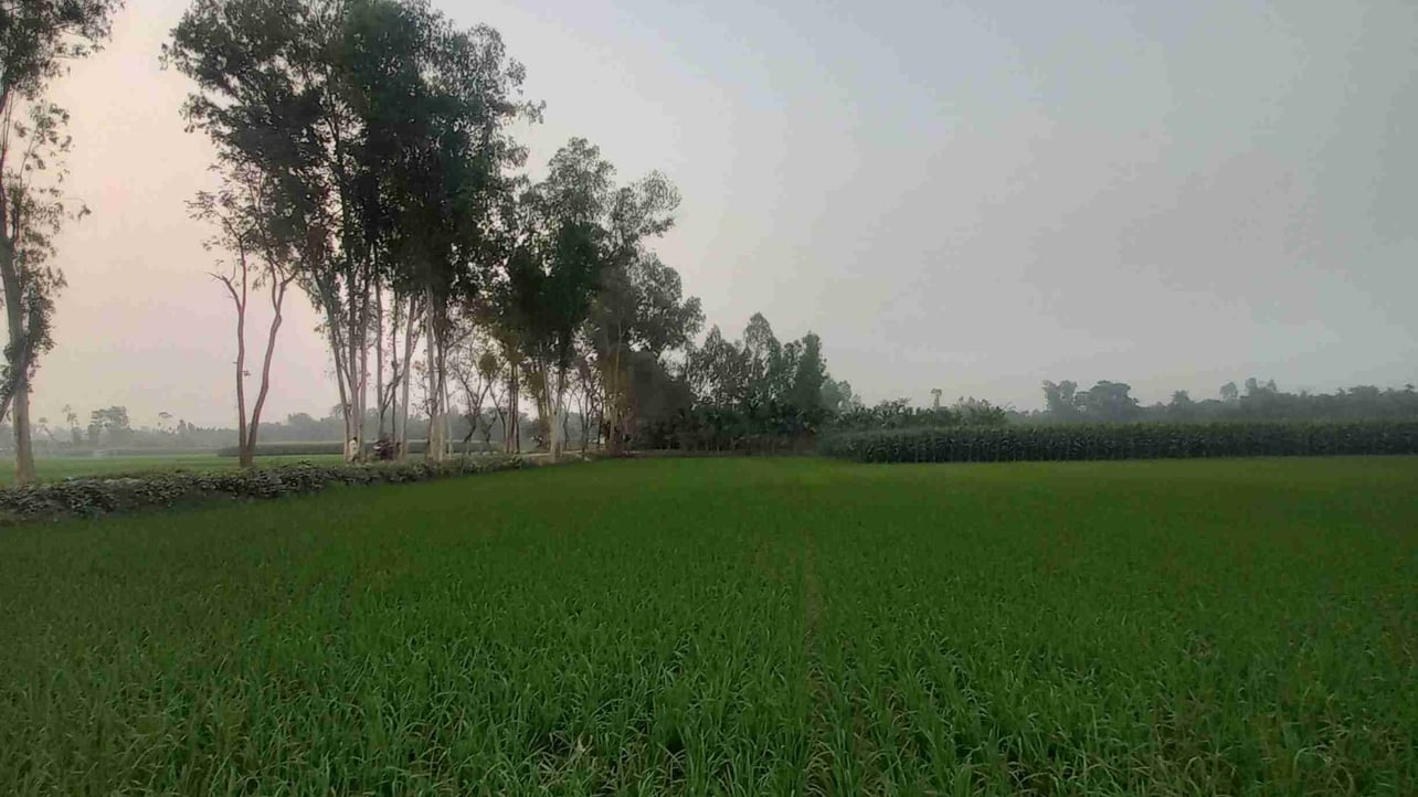 MD Siam pfp