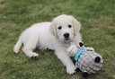 Polar bear dog