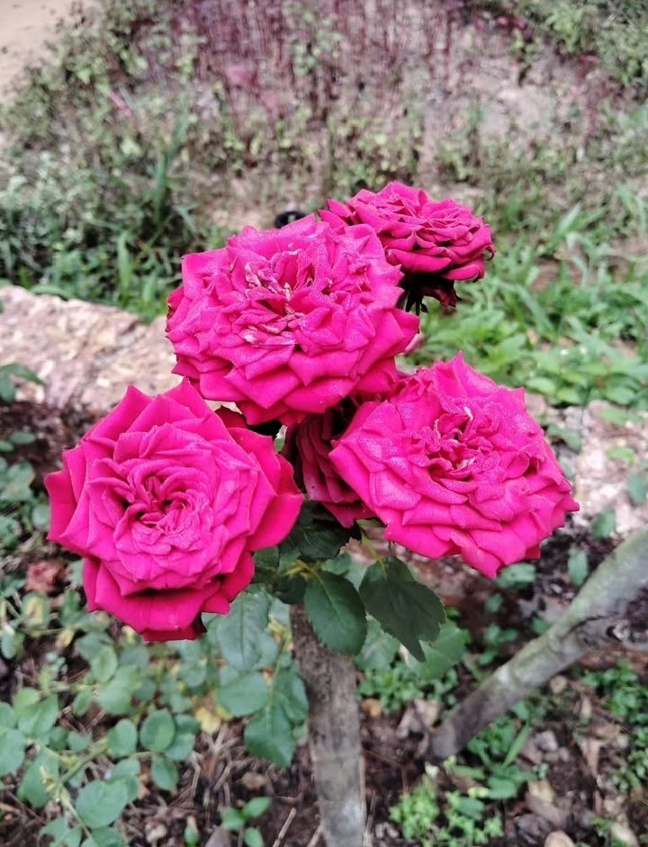 https://imagedelivery.net/BXluQx4ige9GuW0Ia56BHw/1b004744-b739-403b-82f4-4c751550c000/original