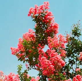 longyunhai pfp