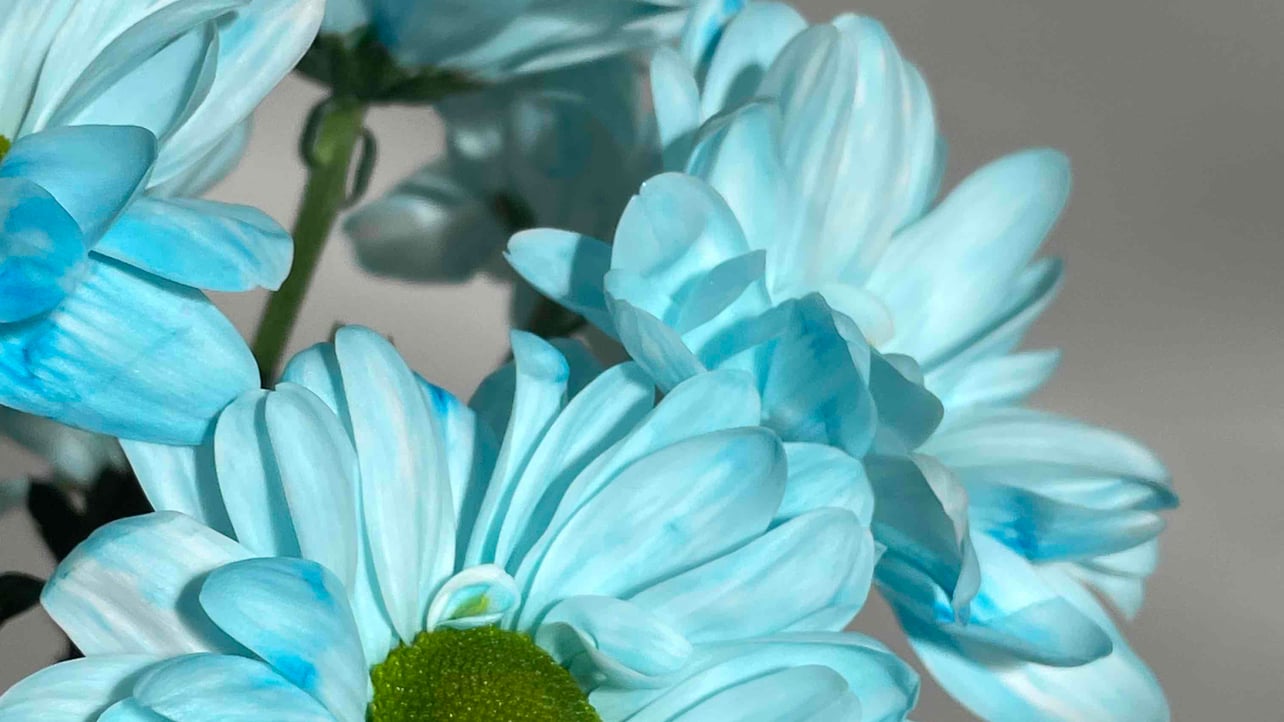 patte.lens Lens social identity (.lens handle) PFP