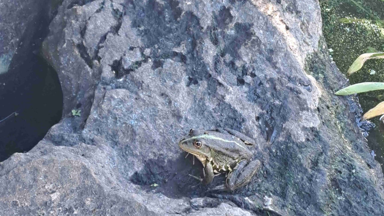 Oleks (cryptoant.lens) Lens social identity (.lens handle) PFP