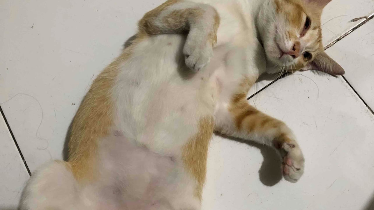 Ferdinald Rizky Askari (askarindo.lens) Lens social identity (.lens handle) PFP