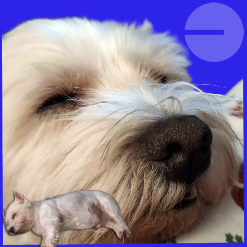 Sleeping💤Westie