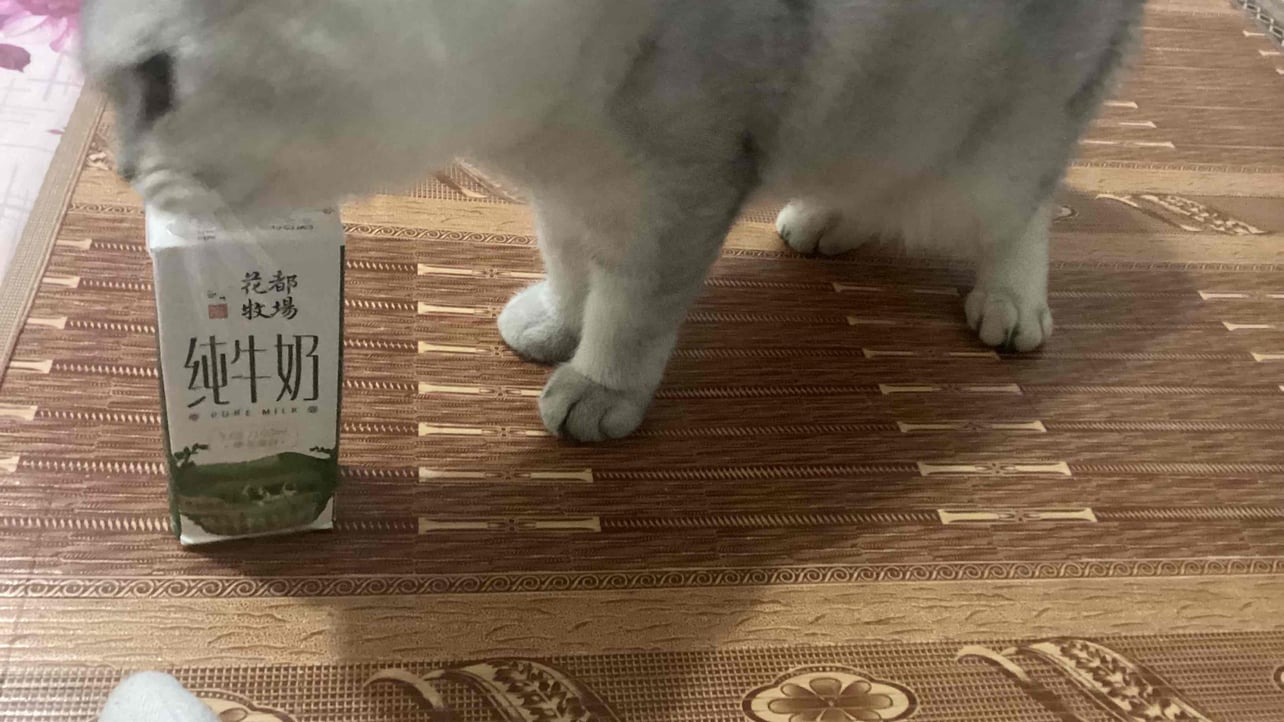 dasdaeewae.lens Lens social identity (.lens handle) PFP