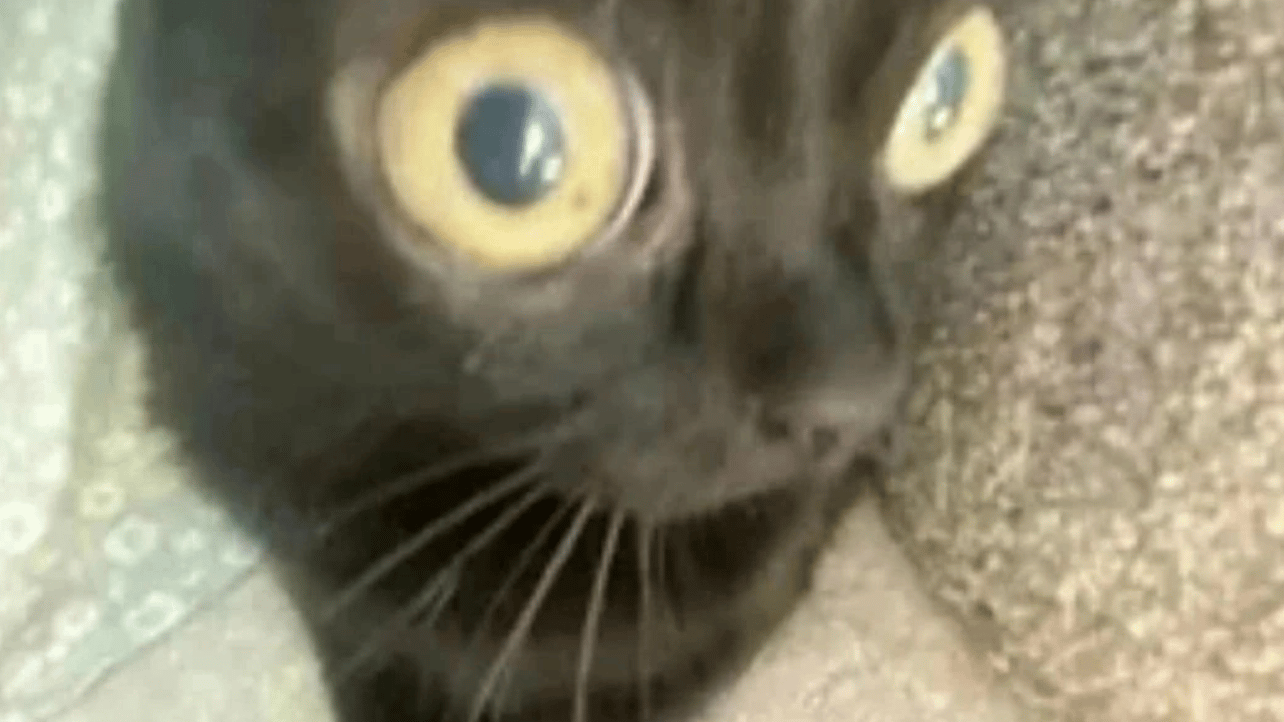 Aron (honnotonno) Farcaster social identity (Fname handle) PFP