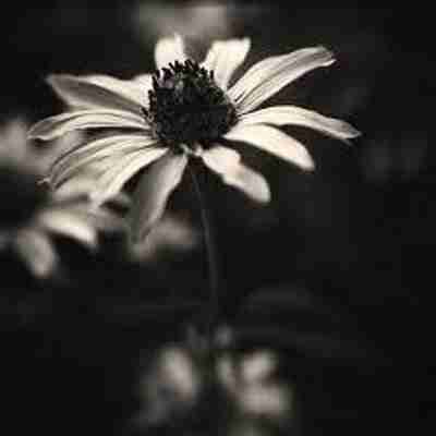 sdfgsdfgnvb.lens Lens social identity (.lens handle) PFP