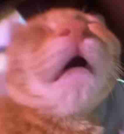 0xmoonbirds Farcaster social identity (Fname handle) PFP