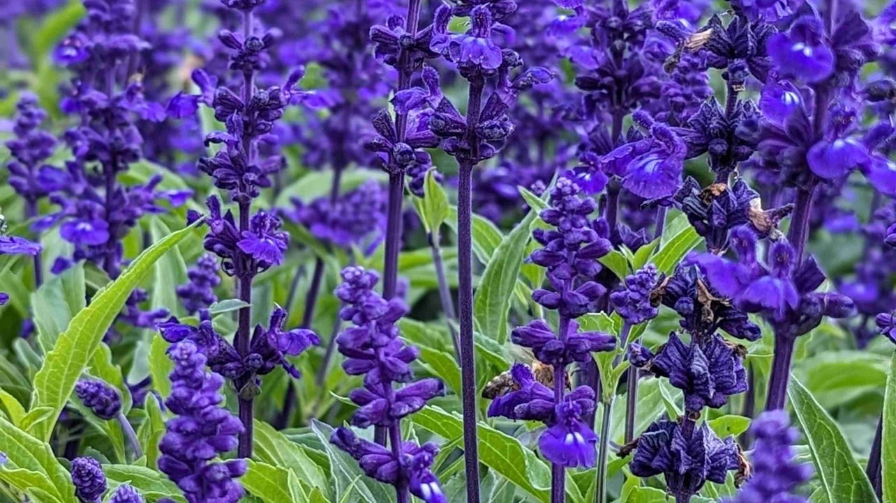 grizzles.lens Lens social identity (.lens handle) PFP