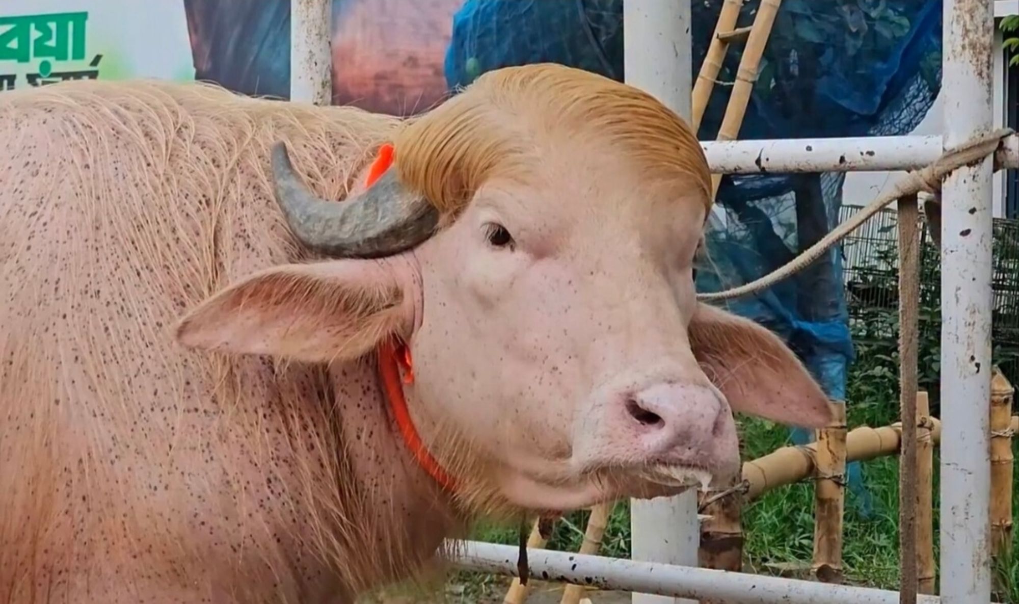 Buffalo Donald Trump