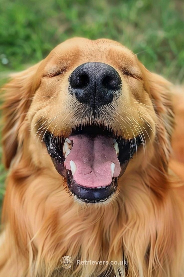 https://imagedelivery.net/BXluQx4ige9GuW0Ia56BHw/1ff5d998-73ca-4624-9075-c41888c4b900/original