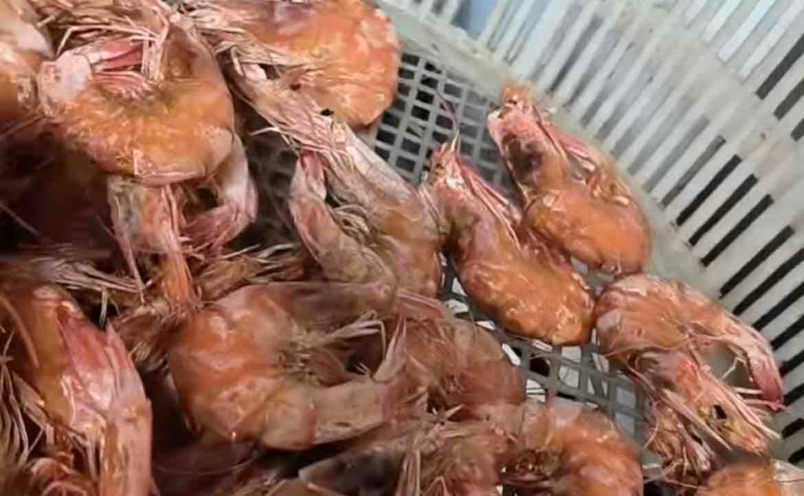 sade36.lens Lens social identity (.lens handle) PFP