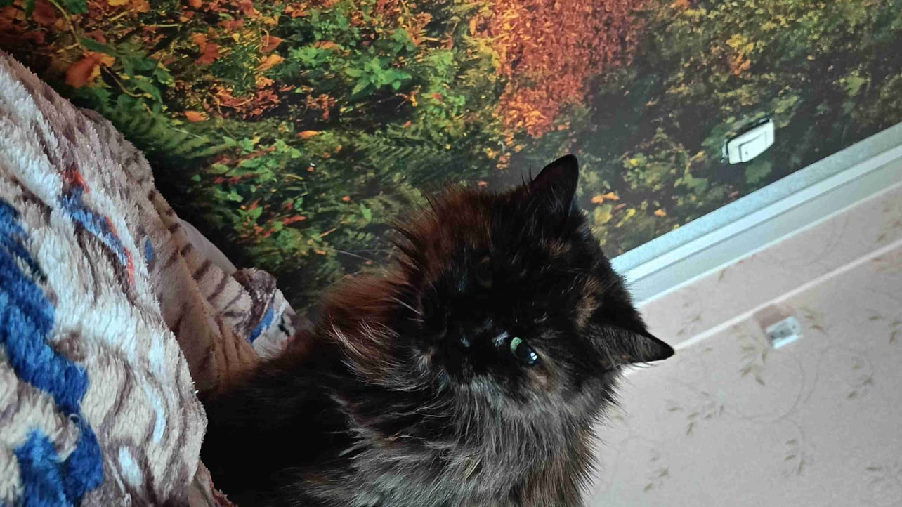 maxxfoxx7727.base.eth Basenames (.base.eth domains) based on ENS PFP