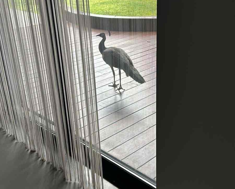 The Villain (metalfingers) Farcaster social identity (Fname handle) PFP