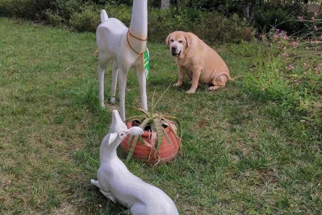 88459.lens Lens social identity (.lens handle) PFP